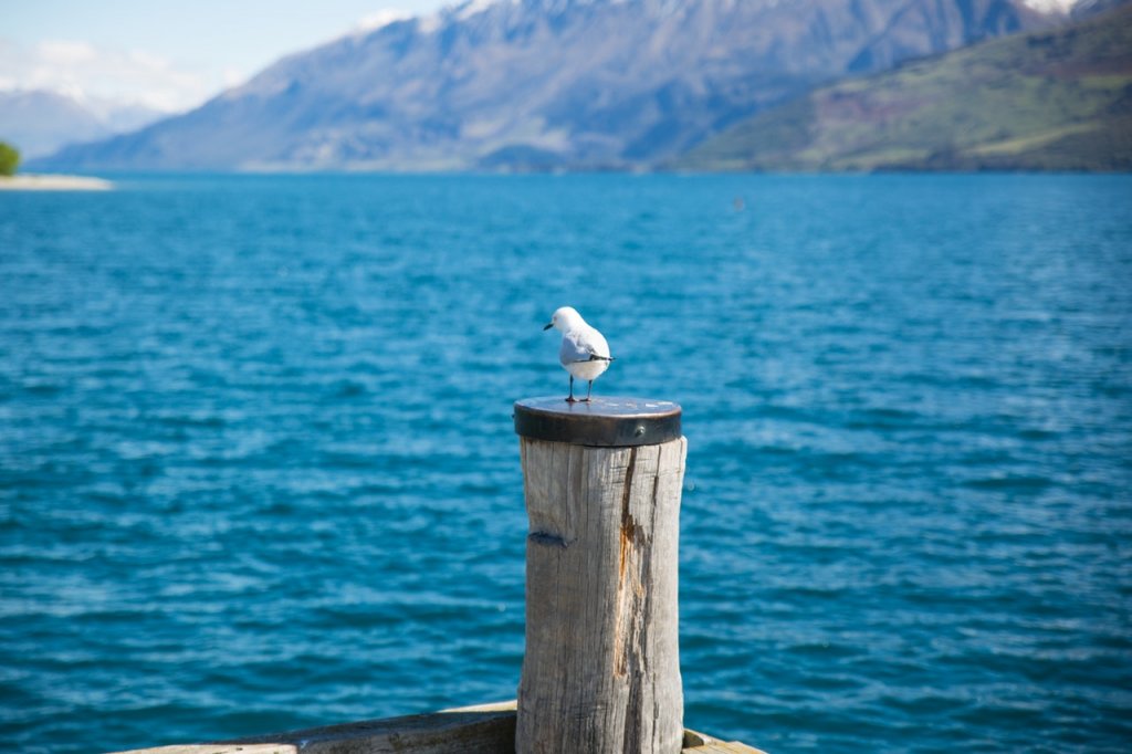 Een meeuw op een paal uitkijkend op de zee van Nieuw-Zeeland.