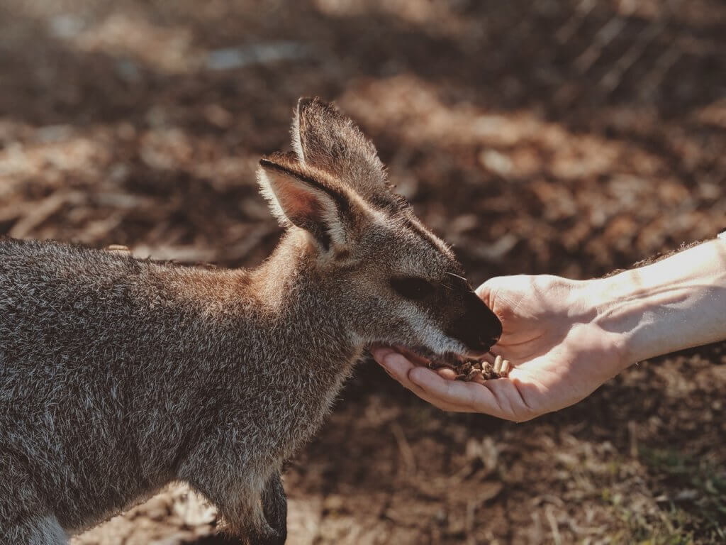 Een kangoeroe die uit de handen van een mens eet in Australië