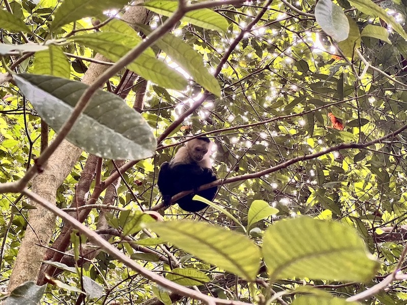 Cahuita park kapucijner aapje