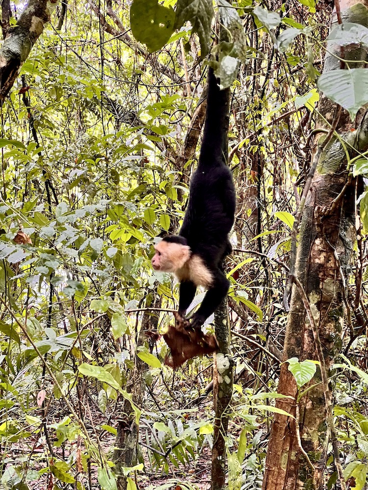Hangend aapje Costa Rica