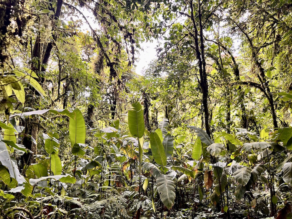Het regenwoud in Monteverde